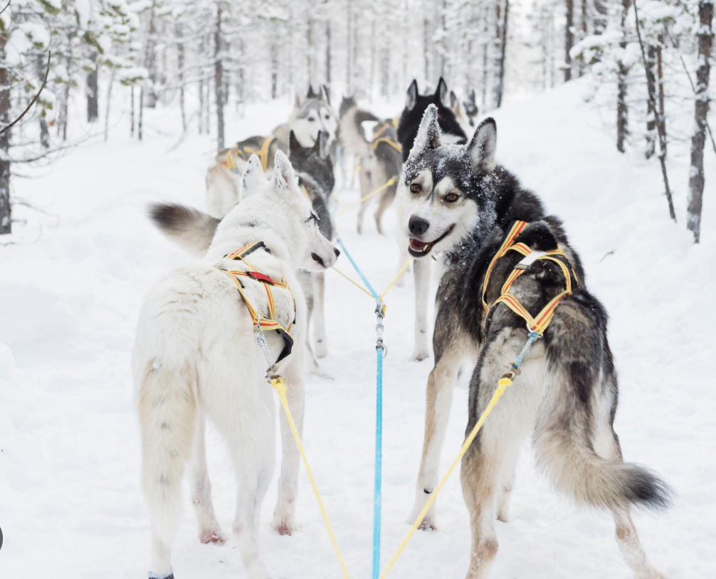 Chiens traineaux - Anna Öhlund/imagebank.sweden.se